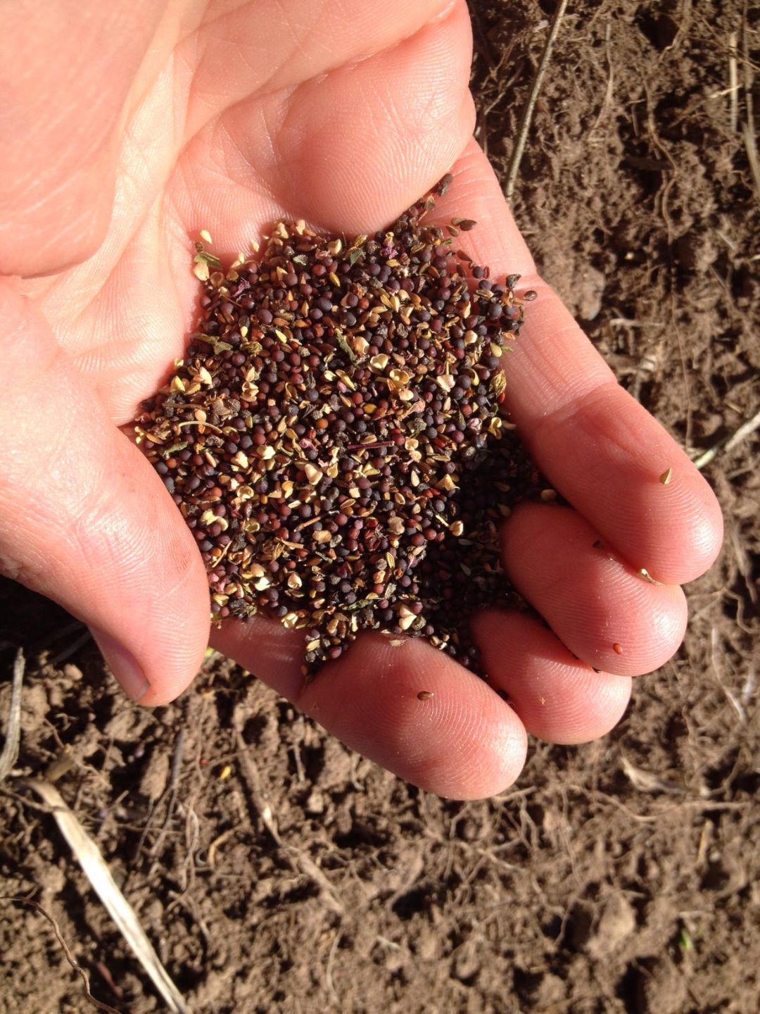 handful_salish_seeds.jpg
